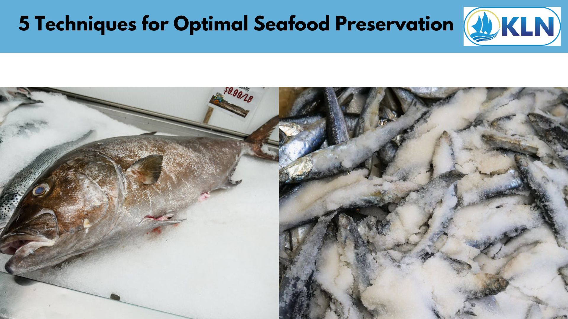 5 Techniques for Optimal Seafood Preservation